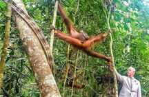 A glimpse of Orang Utan in Semenggoh Wildlife Centre