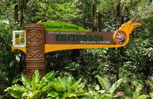 A glimpse of Orang Utan in Semenggoh Wildlife Centre