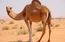 Hot Air Balloon Premium ,Camel Horse Ride,Dune Bashing ,Quad Bike