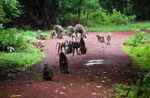 1 Day Manyara National Park