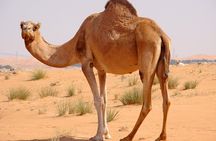 Dubai Red Dunes Desert Safari,ATV Quad Bike Camel Ride&BBQ Dinner