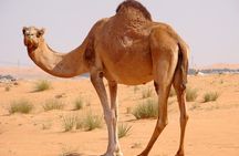 Dubai Evening Private 4x4 Dunes Bashing Desert Safari & Sunset 