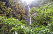 1 Day Kilimanjaro forest (mambori waterfalls).