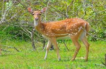 All Inclusive Leopard Nest Luxury Glamping experience in Yala