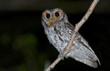 Flammulated Owling Experience