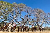 Pura Vida in Papagayo - WRCT Adventures Private Horseback Ride 