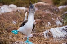  Enjoy the Best of Quito and Galapagos (3 Islands ) 8-Day Trip