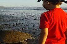 Turtle Tour Near Samara Beach
