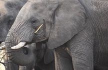 4-Day Serengeti & Ngorongoro Safari