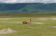 4-Day Serengeti & Ngorongoro Safari