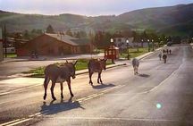 Gold Belt Scenic Byway Jeep Tour from Cañon City
