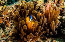 Guided Dive on Coral Reefs for Certified Divers