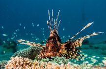 Guided Dive on Coral Reefs for Certified Divers