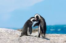 Cape Point Explore with Boulder's Penguins Full Day Tour 