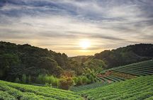 Tea of Taipei: Small-Group Tour with Taipei City Sightseeing