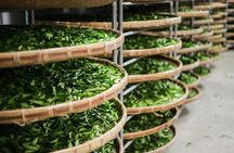 Tea of Taipei: Small-Group Tour with Taipei City Sightseeing