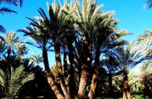 2 Days 1 Night To Zagora Desert From Marrakech: Private Trip