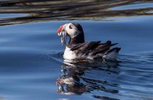 Puffin Cruise with Expert Tour Guide from Reykjavik