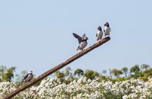 Puffin Cruise with Expert Tour Guide from Reykjavik