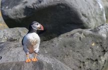 Iceland Super Saver: Puffin Cruise plus Whale-Watching Tour from Reykjavik