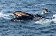 Iceland Super Saver: Northern Lights Cruise plus Whale-Watching Tour from Reykjavik