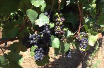 Willamette Valley Wine Tasting Tour from Portland