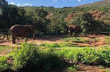 Elephant Sanctuary Tour from Johannesburg