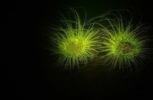 Aruba 1-Tank guided UV Night Dive for certified divers with rental equipment
