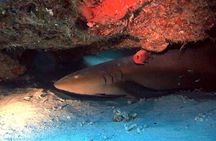 Aruba 1-Tank Night Dive for Certified Divers with Own Equipment