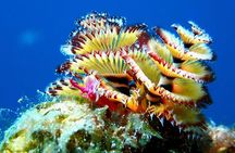 Aruba 1-Tank guided UV Night Dive for certified divers with own equipment