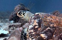 Aruba 1-Tank guided Dive for certified divers with rental equipment