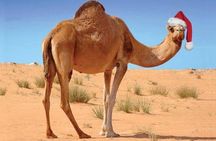 Camel riding in marrakech