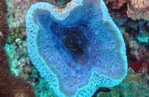Small-Group Aruba Scuba Diving for Non-Certified Divers