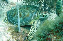 Small-Group Aruba Scuba Diving for Non-Certified Divers
