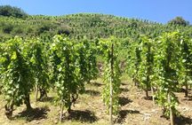 The Original Syrah Wine Tour (9:00 am - 1:30 pm) - Small Group Tours from Lyon