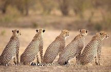 Masai Mara & Lake Nakuru Safari tour: 4-Day Kenya Adventure