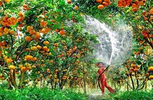 Mekong Delta 1 Day Tour