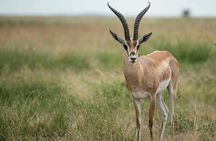 4 days Safaris lake Manyara , Serengeti & Ngorongoro National Parks, Tanzania