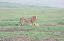 3 Days Safari to Tarangire, Ngorongoro & Lake Manyara parks