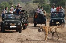 Ranthambore National Park one day safari From Jaipur