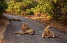 Nairobi National Park Game Drive With Free Pick Up Group Joining 