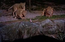 Night Safari Tour with Transfer