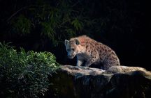 Night Safari with Buffet Dinner with hotel pick-up