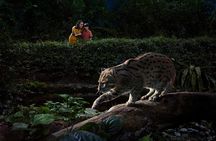 Night Safari with Buffet Dinner with hotel pick-up