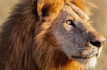 3-day Masai Mara Safari Tour to see the big five and wildebeest migration