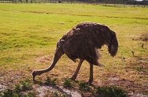 Private Tour: Cape of Good Hope Cape Point Penguins Kirstenbosch