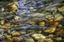 Guided Fishing Adventure in Whistler