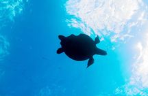 Guided Shore Dive for Certified Divers at The Wall, Blue Bay Curacao