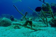Guided Shore Dive for Certified Divers at The Wall, Blue Bay Curacao