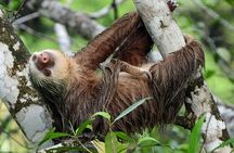 Sloth Adventure From Guanacaste